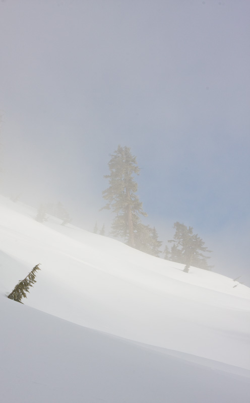 Trees Emerging From Snowslope